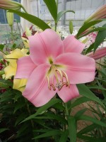 [5565 PO68 Jantine No02.JPG]